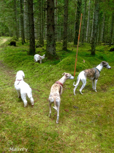 Pluto och Sigge