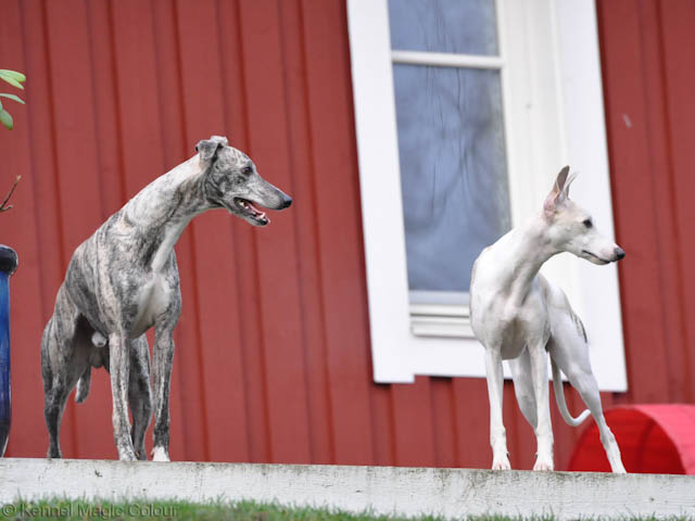 Herrman på besök