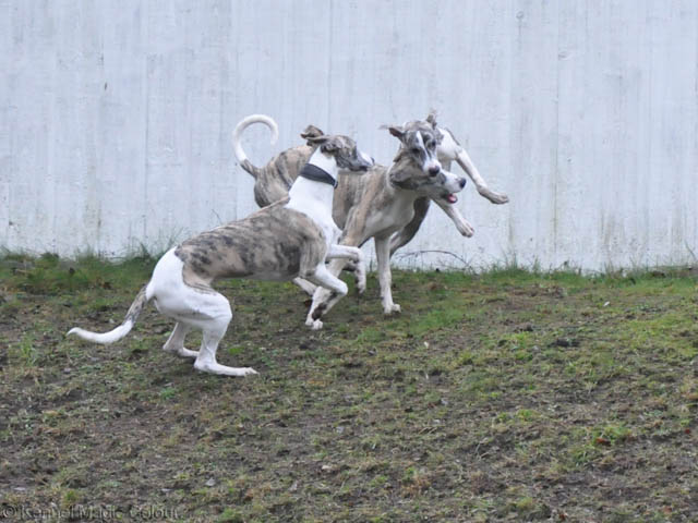 Valpbesök