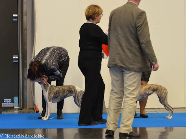 MyDog utställning 2017