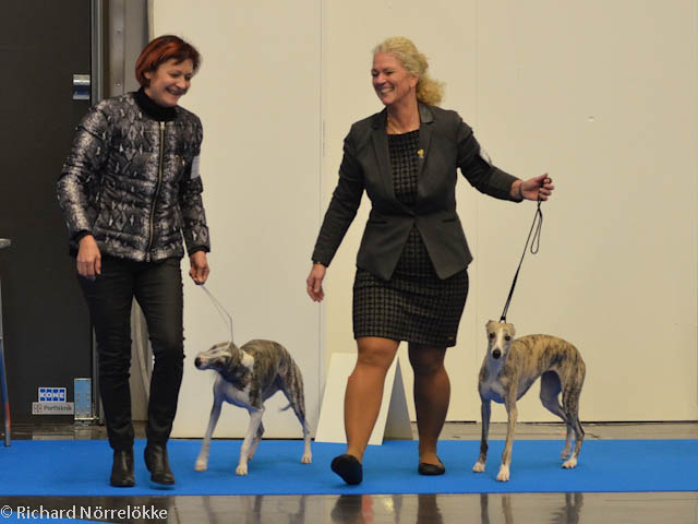 MyDog utställning 2017