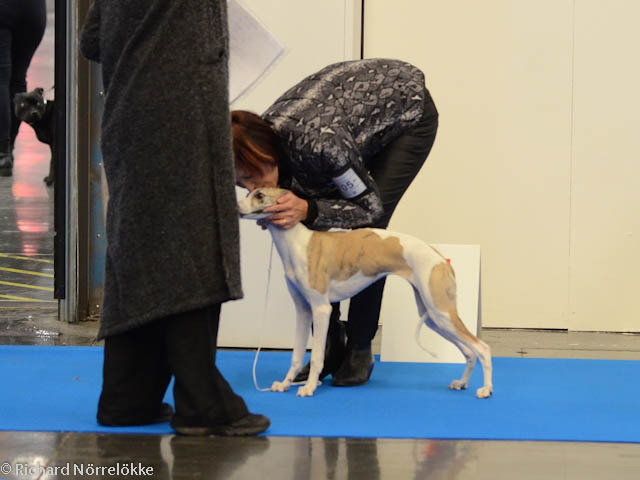 MyDog utställning 2017