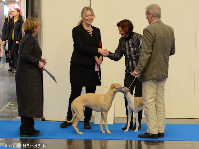 MyDog utställning 2017