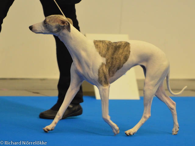 MyDog utställning 2017