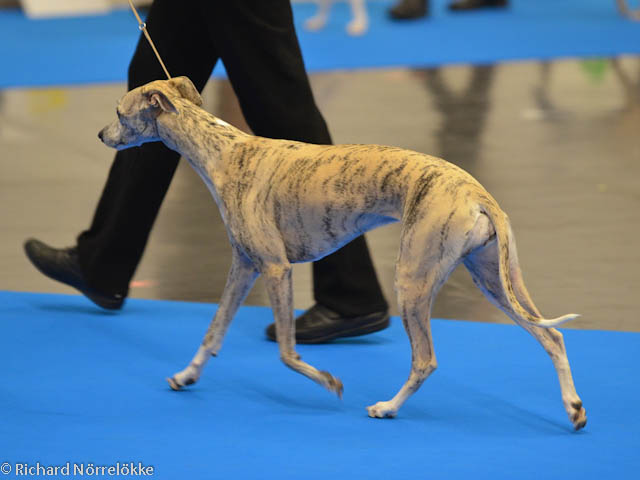 MyDog utställning 2017