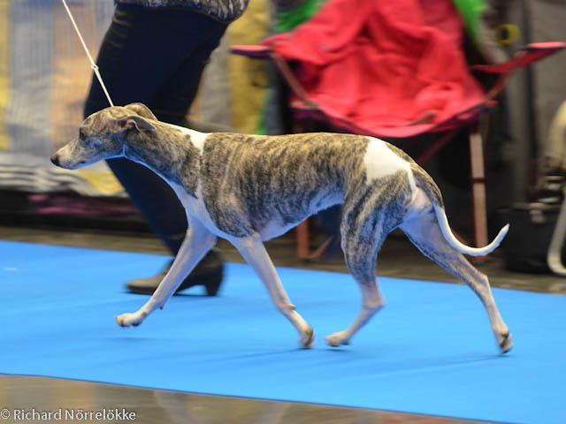 MyDog utställning 2017