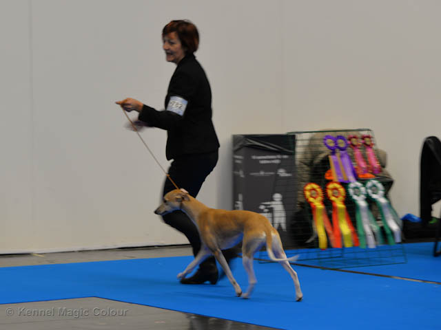 MyDog utställning 2017