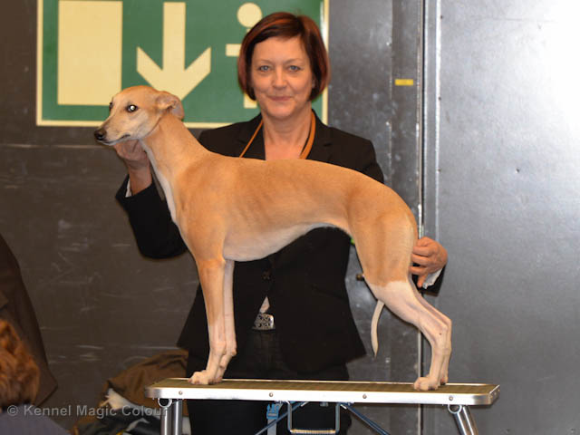 MyDog utställning 2017