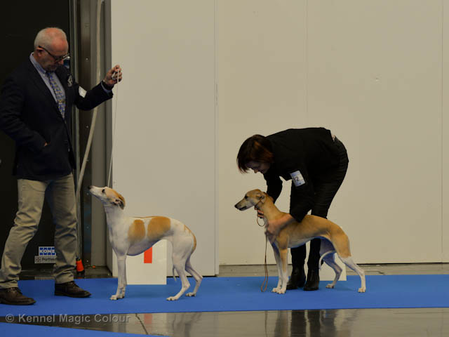 MyDog utställning 2017
