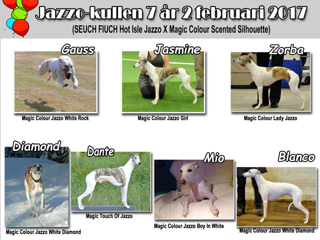 Jazzo-kullen