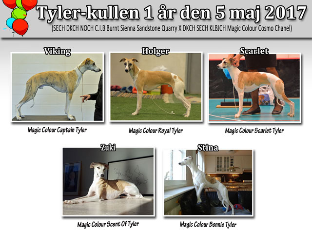 Tyler-kullen