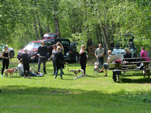 Whippetrace träning
