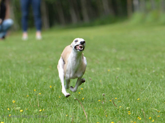 Whippetrace träning