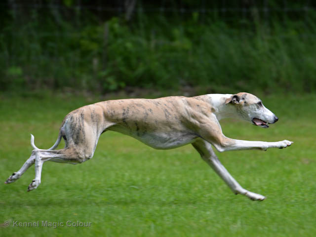 Whippetrace träning