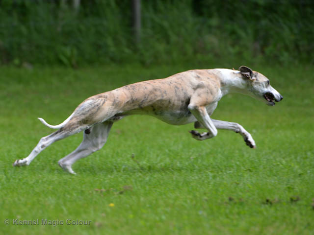 Whippetrace träning