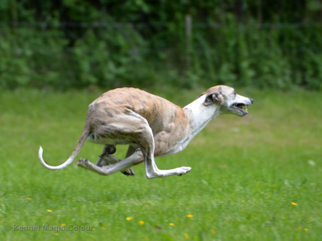 Whippetrace träning