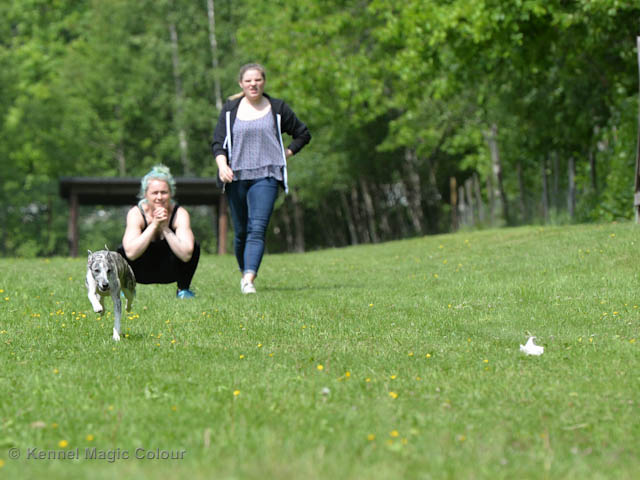 Whippetrace träning