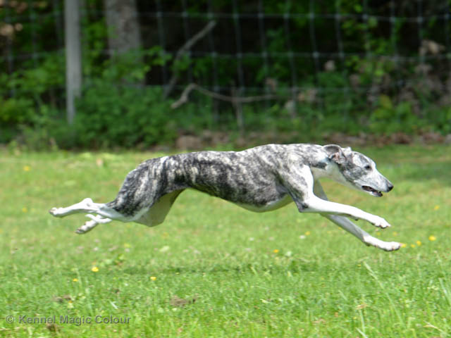 Whippetrace träning