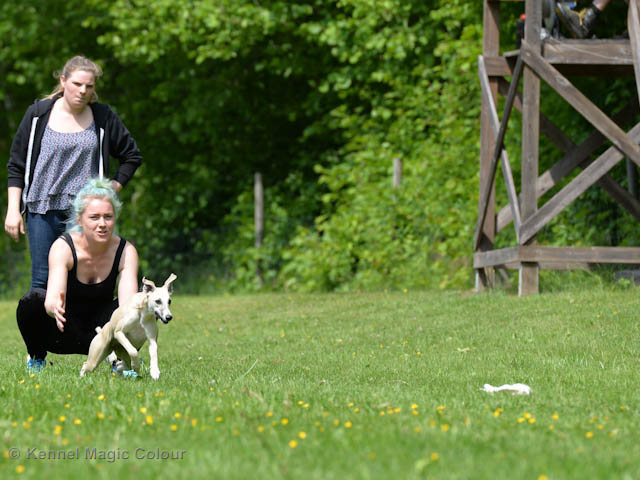Whippetrace träning