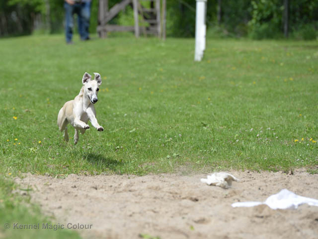 Whippetrace träning