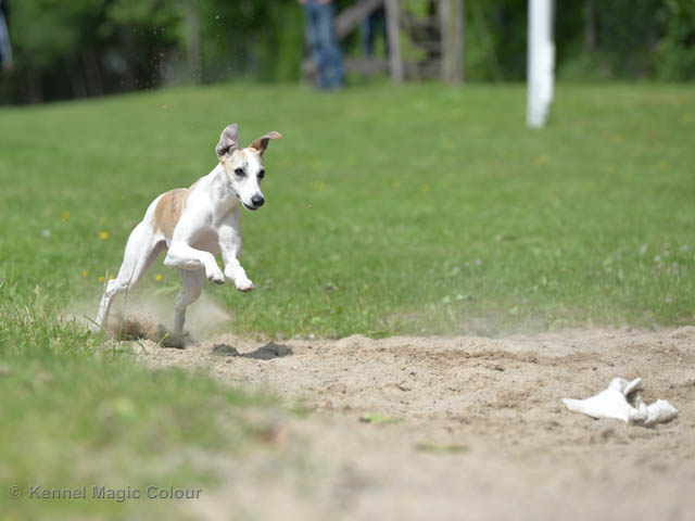 Whippetrace träning