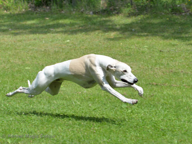 Whippetrace träning