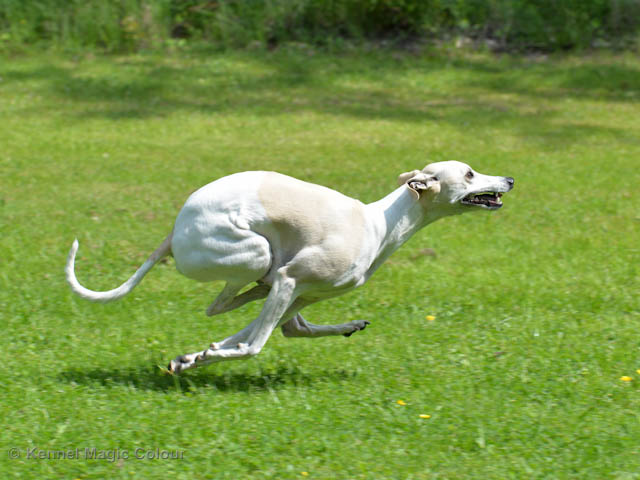 Whippetrace träning
