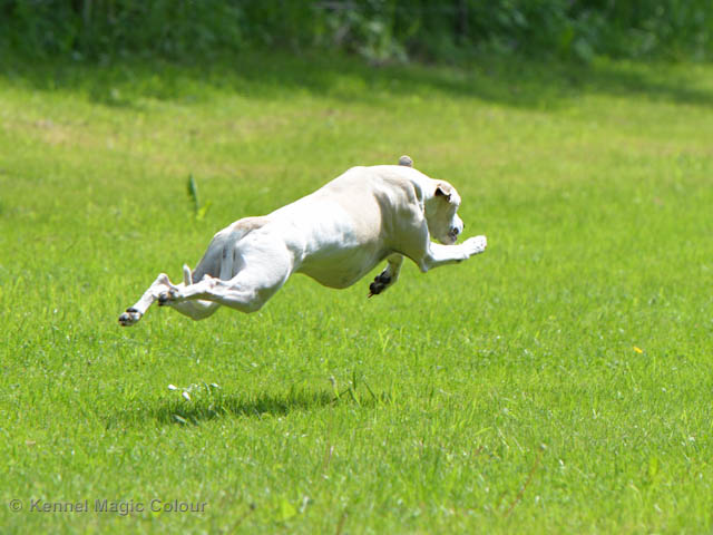 Whippetrace träning