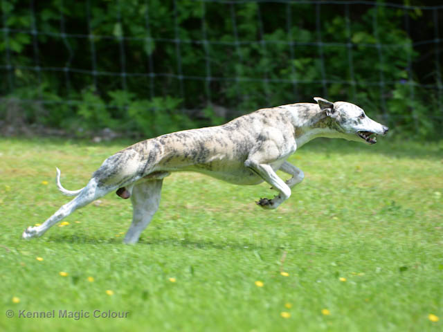 Whippetrace träning