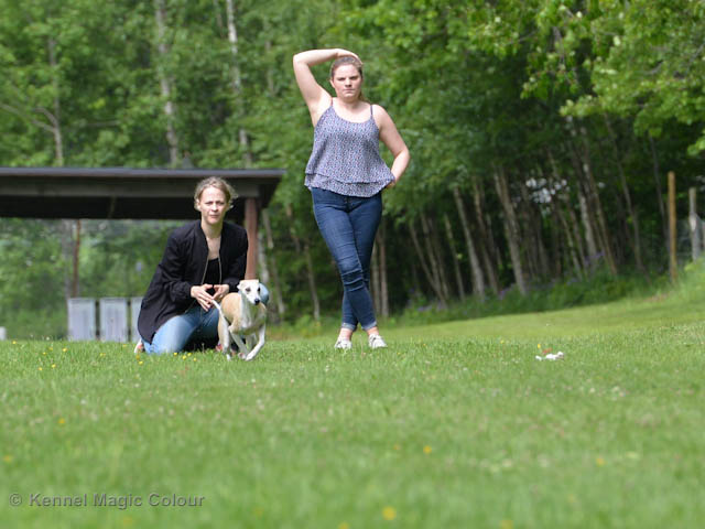 Whippetrace träning