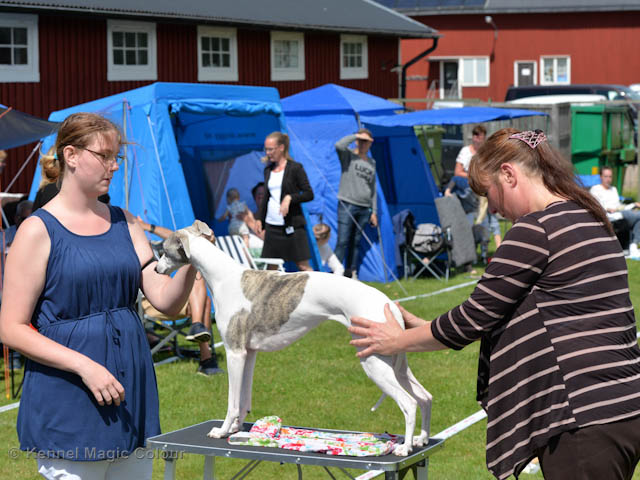 Whippetrace träning