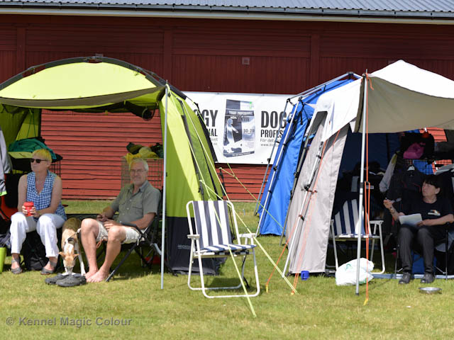 Whippetrace träning