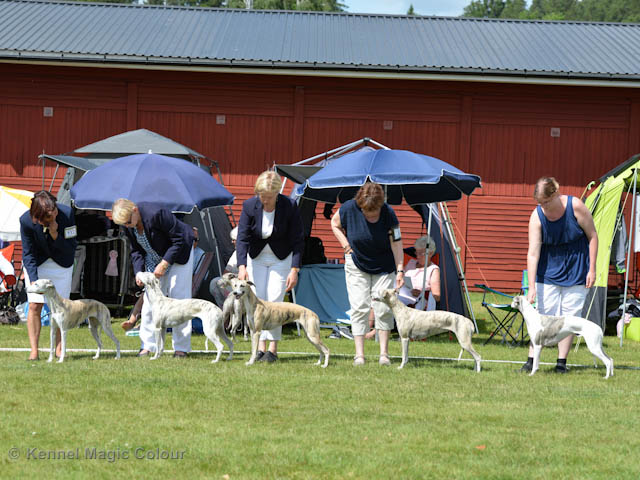 Whippetrace träning
