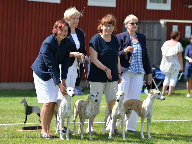 Whippetrace träning