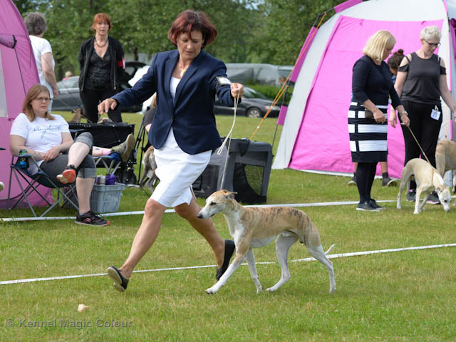 Whippetrace träning