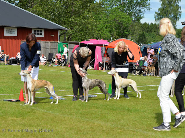 Whippetrace träning