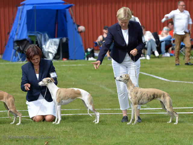 Whippetrace träning