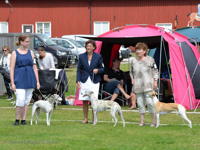Whippetrace träning
