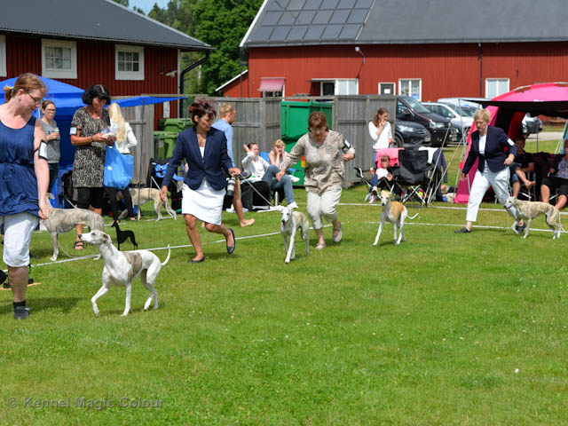 Whippetrace träning