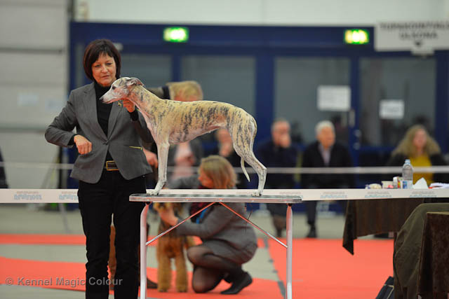 Turku Winther Dog Show