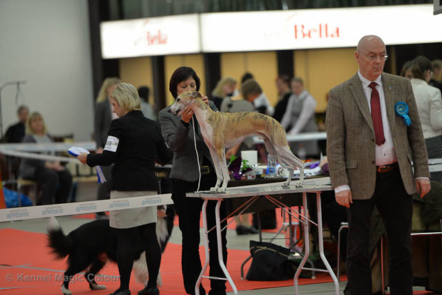 Turku Winther Dog Show