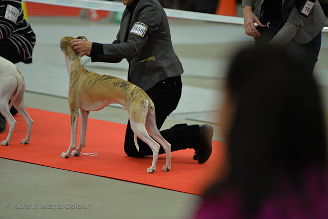 Turku Winther Dog Show