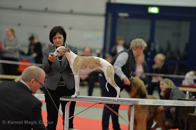 Turku Winther Dog Show