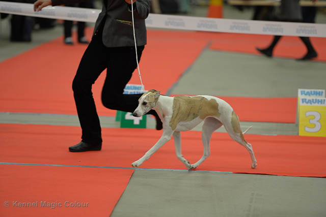 Turku Winther Dog Show