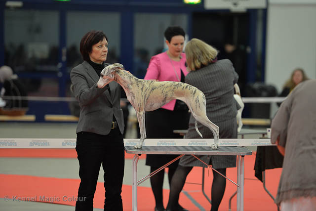 Turku Winther Dog Show