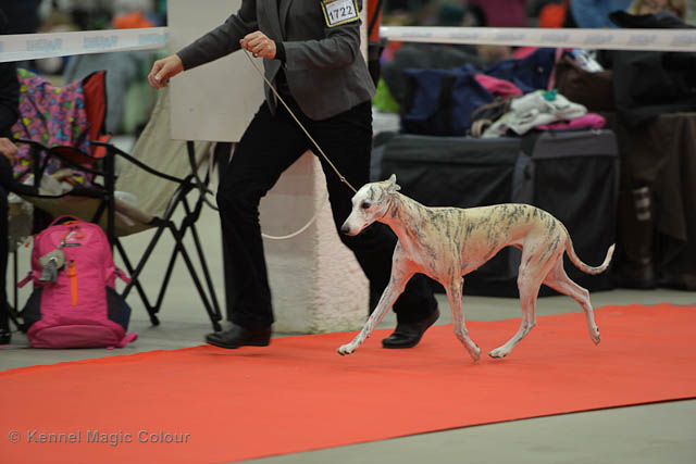 Turku Winther Dog Show