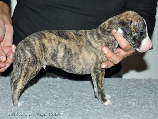 Hane 2