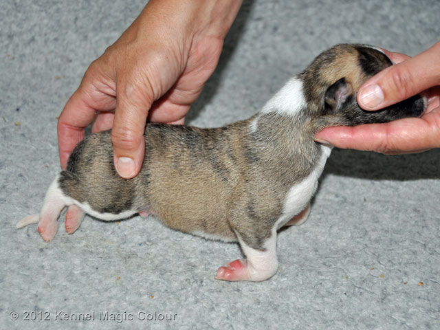 Hane 4