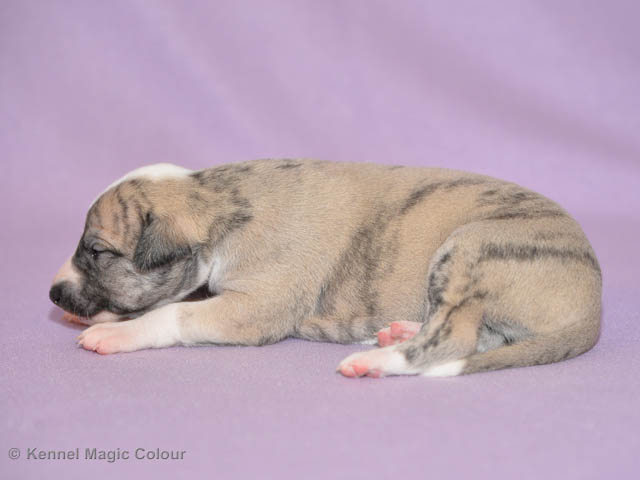 Magic Colour Starlight Streak