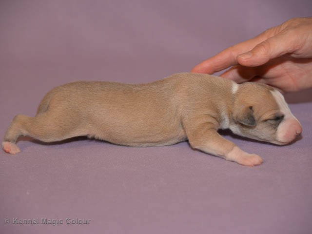 Magic Colour Ginger Streak